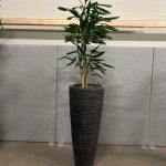 Natural plant with pot – H220 cm, ST04375