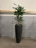 Natural plant with pot – H220 cm, ST04375