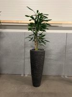Natural plant with pot – H220 cm, ST04375