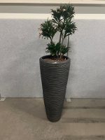 Natural plant with pot – H190 cm, ST04365