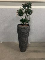 Natural plant with pot – H190 cm, ST04365