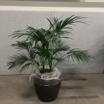 Natural plant with pot on wheels – H160 cm, ST04364