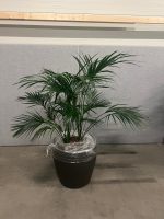 Natural plant with pot on wheels – H160 cm, ST04364