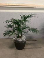 Natural plant with pot on wheels – H160 cm, ST04364