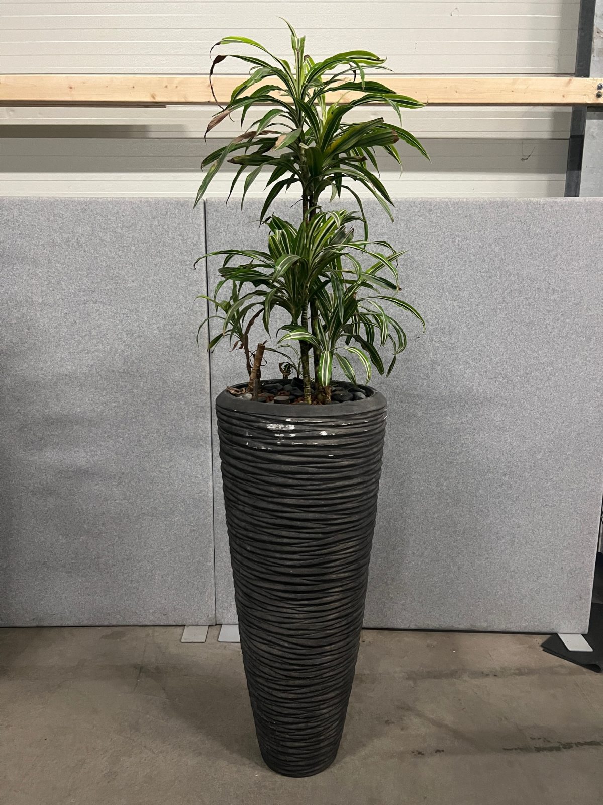 Natural plant with pot – H210 cm, ST04374 - Image 2