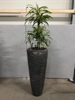 Natural plant with pot – H210 cm, ST04374 - Image 2