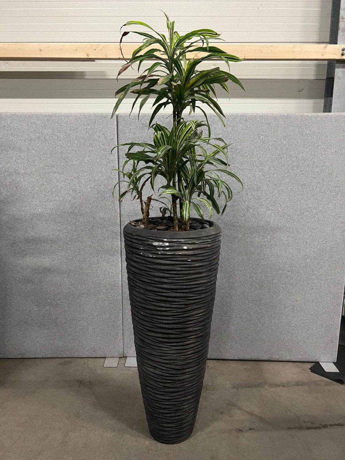 Natural plant with pot – H210 cm, ST04374 - Image 2