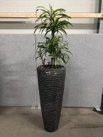 Natural plant with pot – H210 cm, ST04374 - Image 2