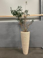 Natural plant with pot – H240 cm, ST04377