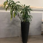 Natural plant with pot – H220 cm, ST04368