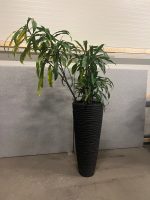 Natural plant with pot – H220 cm, ST04368