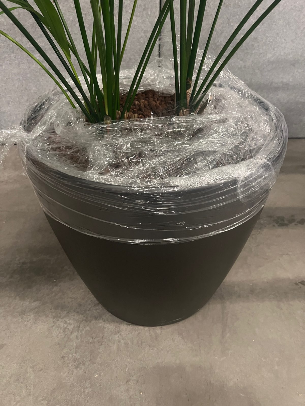 Natural plant with pot on wheels – H160 cm, ST04364 - Image 4