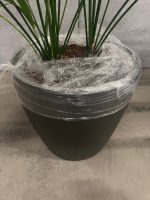 Natural plant with pot on wheels – H160 cm, ST04364 - Image 4