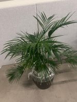 Natural plant with pot on wheels – H160 cm, ST04364 - Image 3