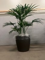 Natural plant with pot on wheels – H160 cm, ST04364 - Image 2