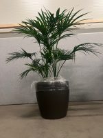 Natural plant with pot on wheels – H160 cm, ST04364 - Image 2
