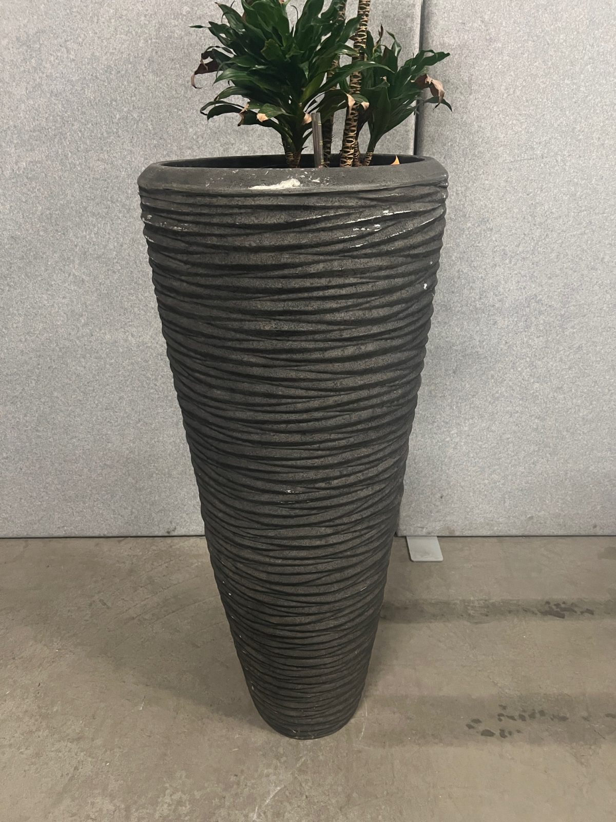 Natural plant with pot – H190 cm, ST04365 - Image 2