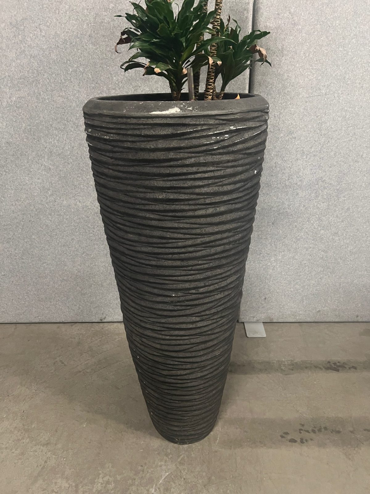 Natural plant with pot – H190 cm, ST04365 - Image 2
