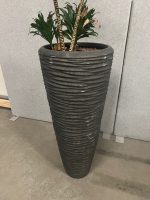 Natural plant with pot – H190 cm, ST04365 - Image 3