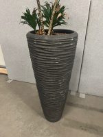 Natural plant with pot – H190 cm, ST04365 - Image 3