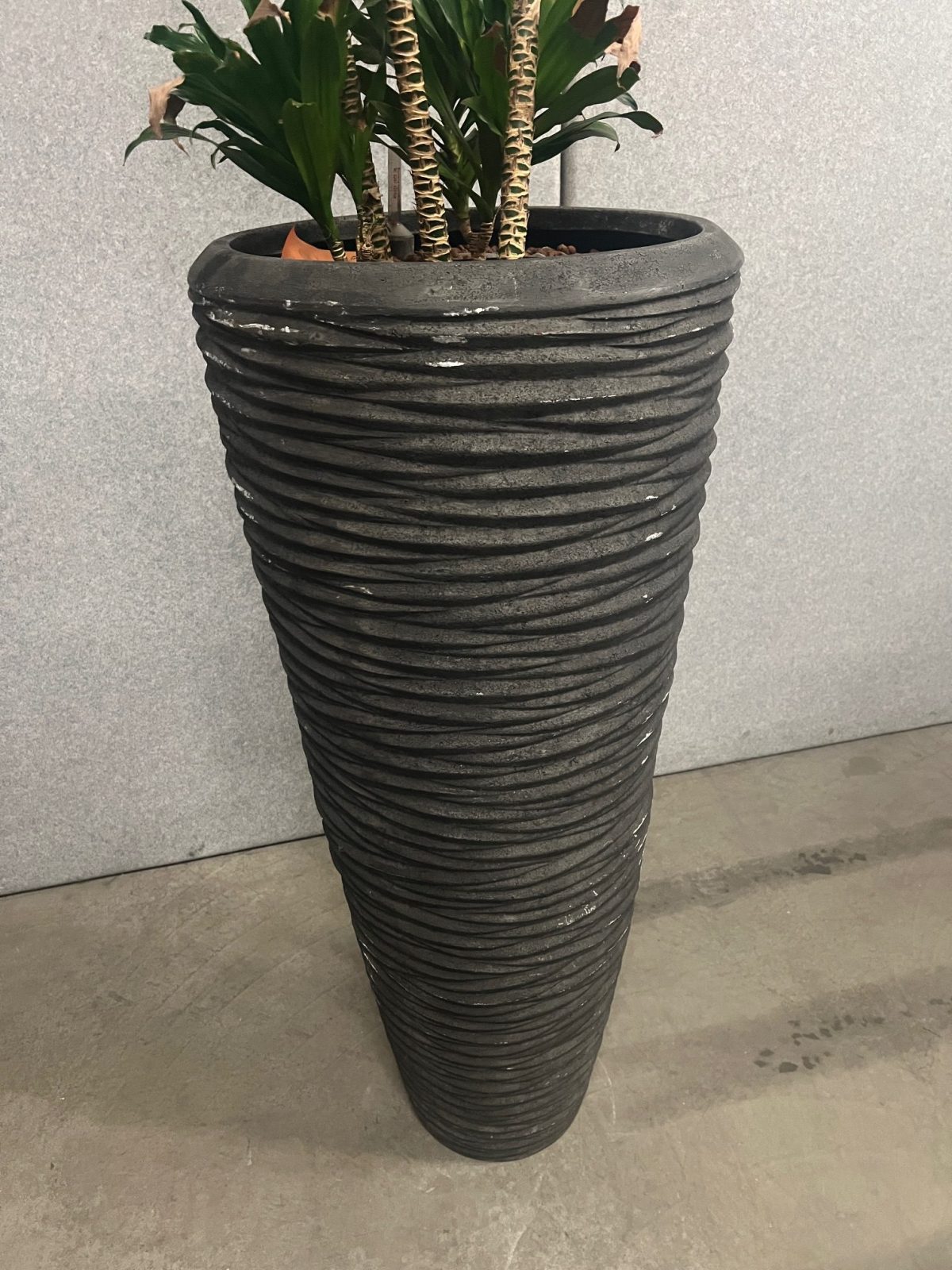 Natural plant with pot – H190 cm, ST04365 - Image 4