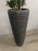 Natural plant with pot – H190 cm, ST04365 - Image 4