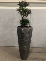 Natural plant with pot – H190 cm, ST04365 - Image 5