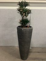 Natural plant with pot – H190 cm, ST04365 - Image 5