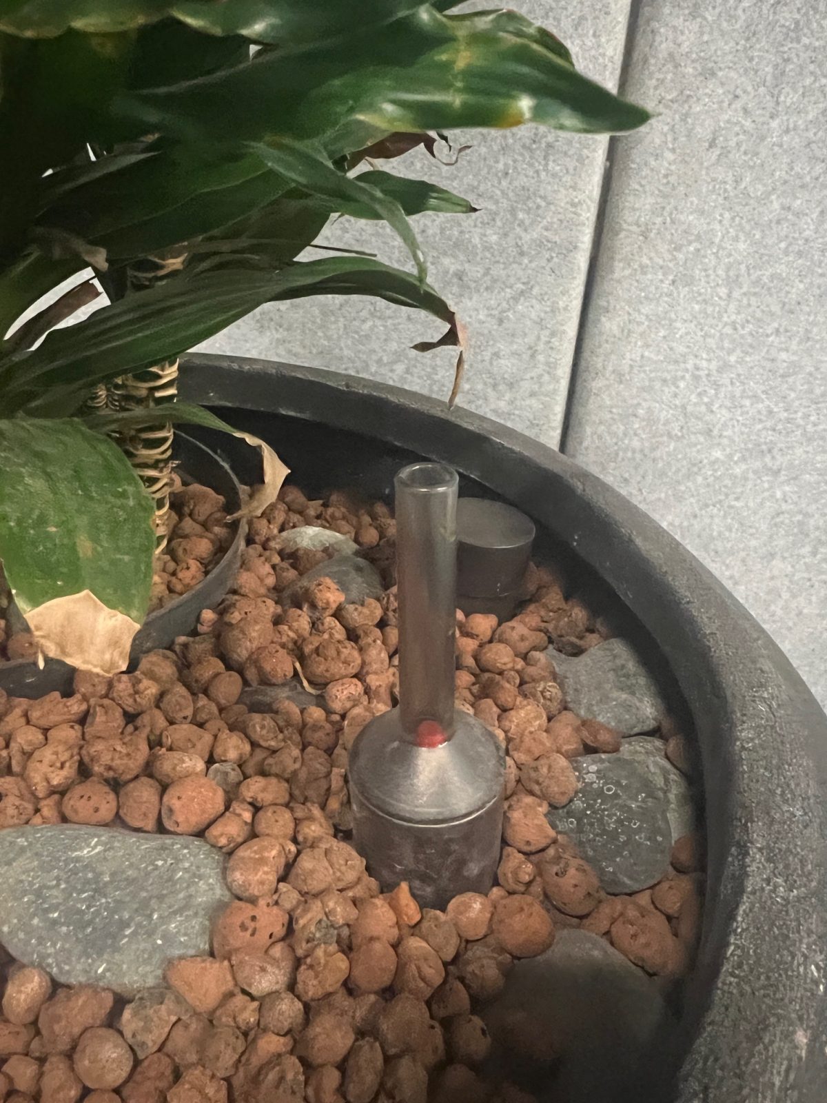 Natural plant with pot – H190 cm, ST04365 - Image 6