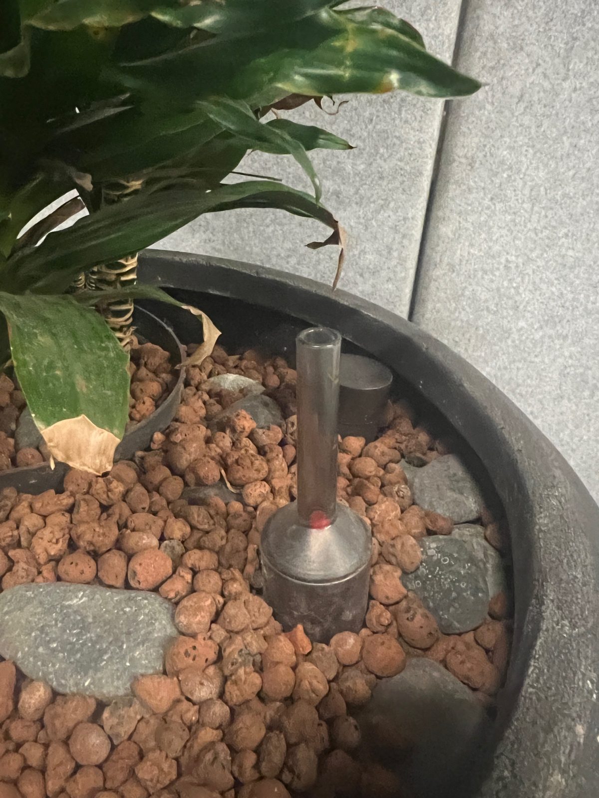 Natural plant with pot – H190 cm, ST04365 - Image 7