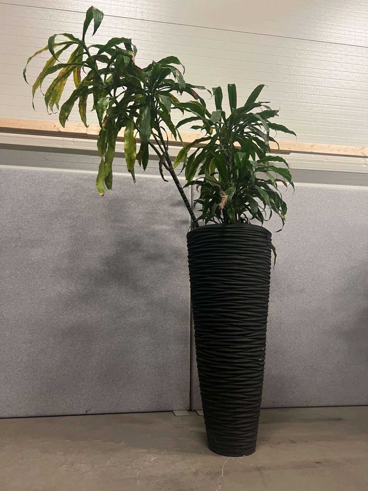 Natural plant with pot – H220 cm, ST04368 - Image 2