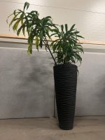 Natural plant with pot – H220 cm, ST04368 - Image 2