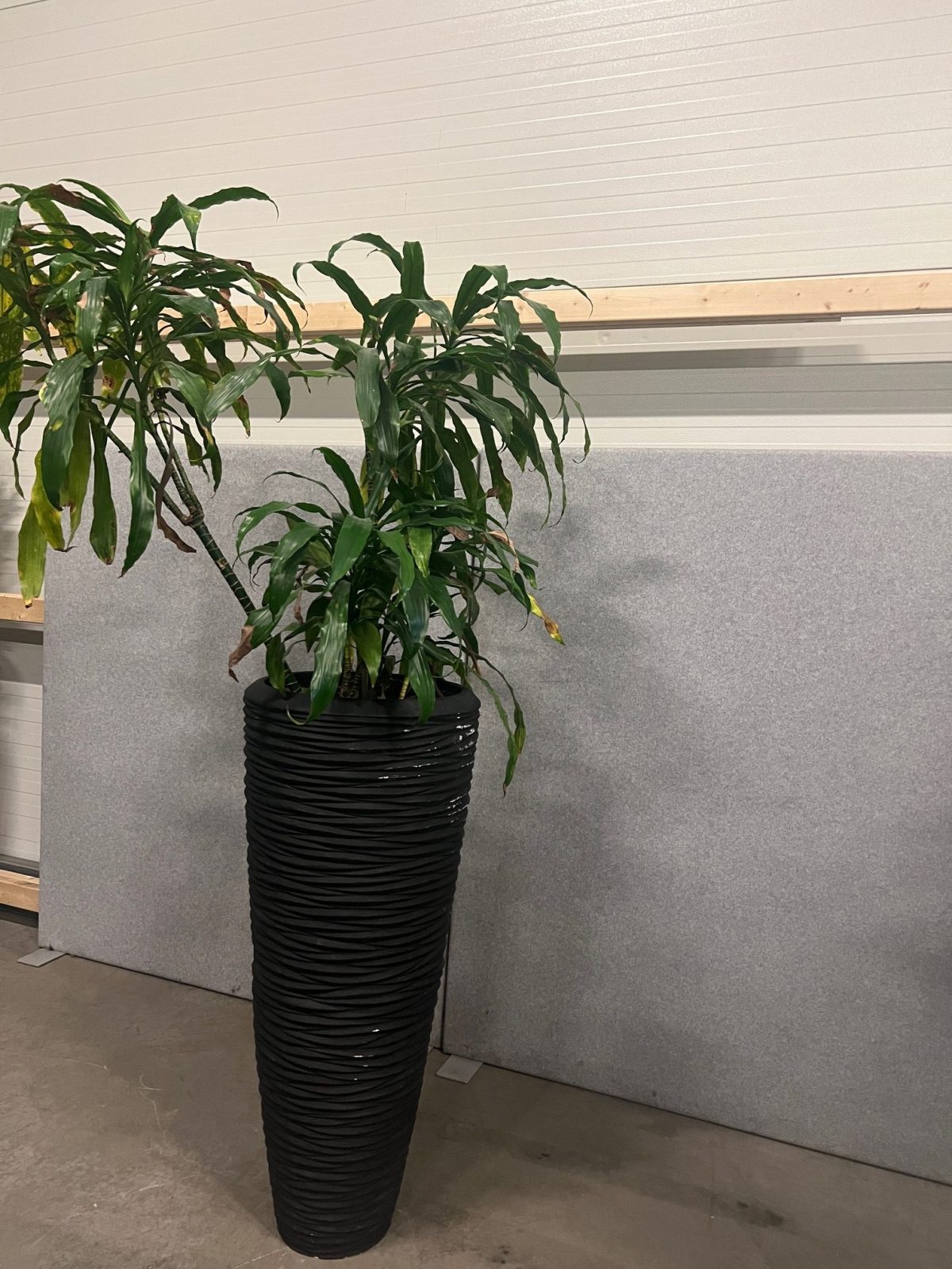 Natural plant with pot – H220 cm, ST04368 - Image 3