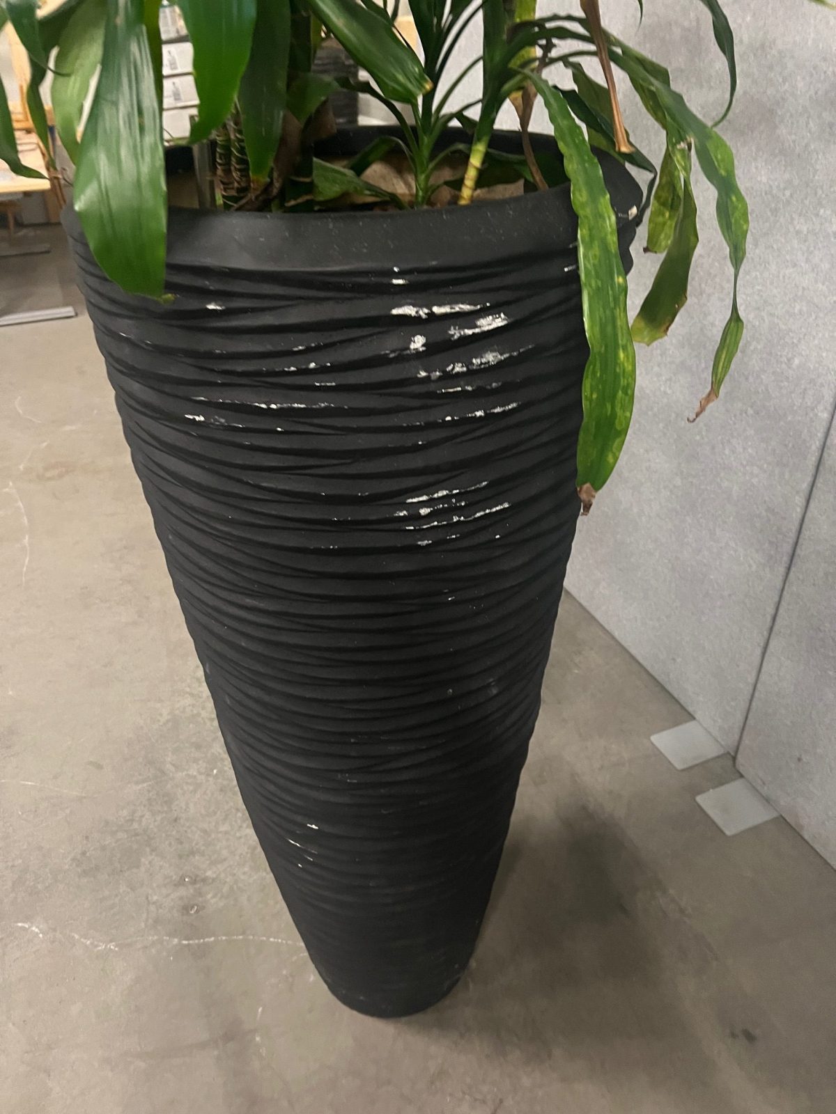 Natural plant with pot – H220 cm, ST04368 - Image 4