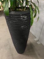 Natural plant with pot – H220 cm, ST04368 - Image 4