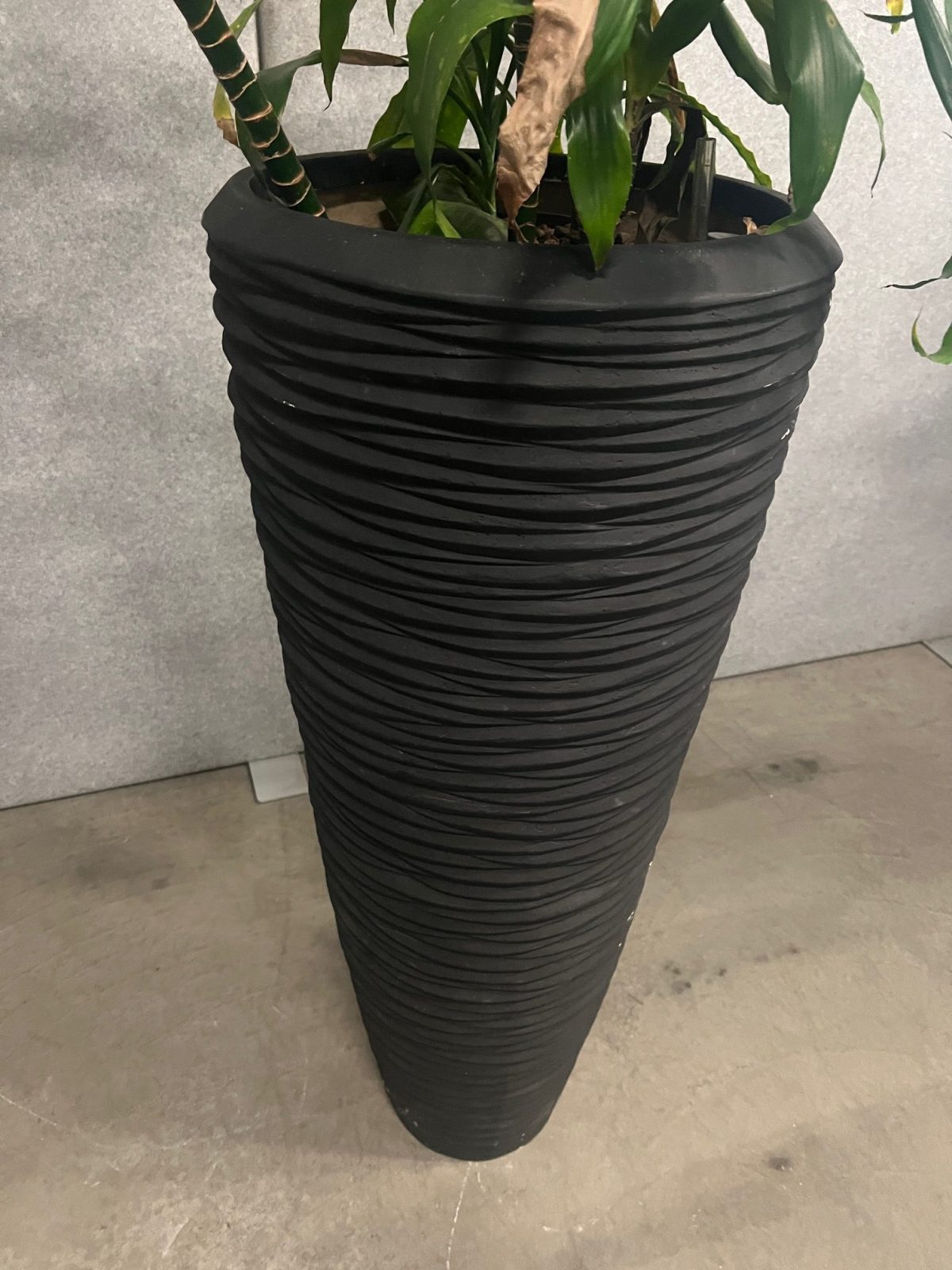 Natural plant with pot – H220 cm, ST04368 - Image 5