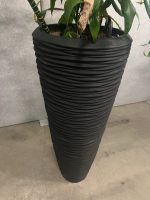 Natural plant with pot – H220 cm, ST04368 - Image 5