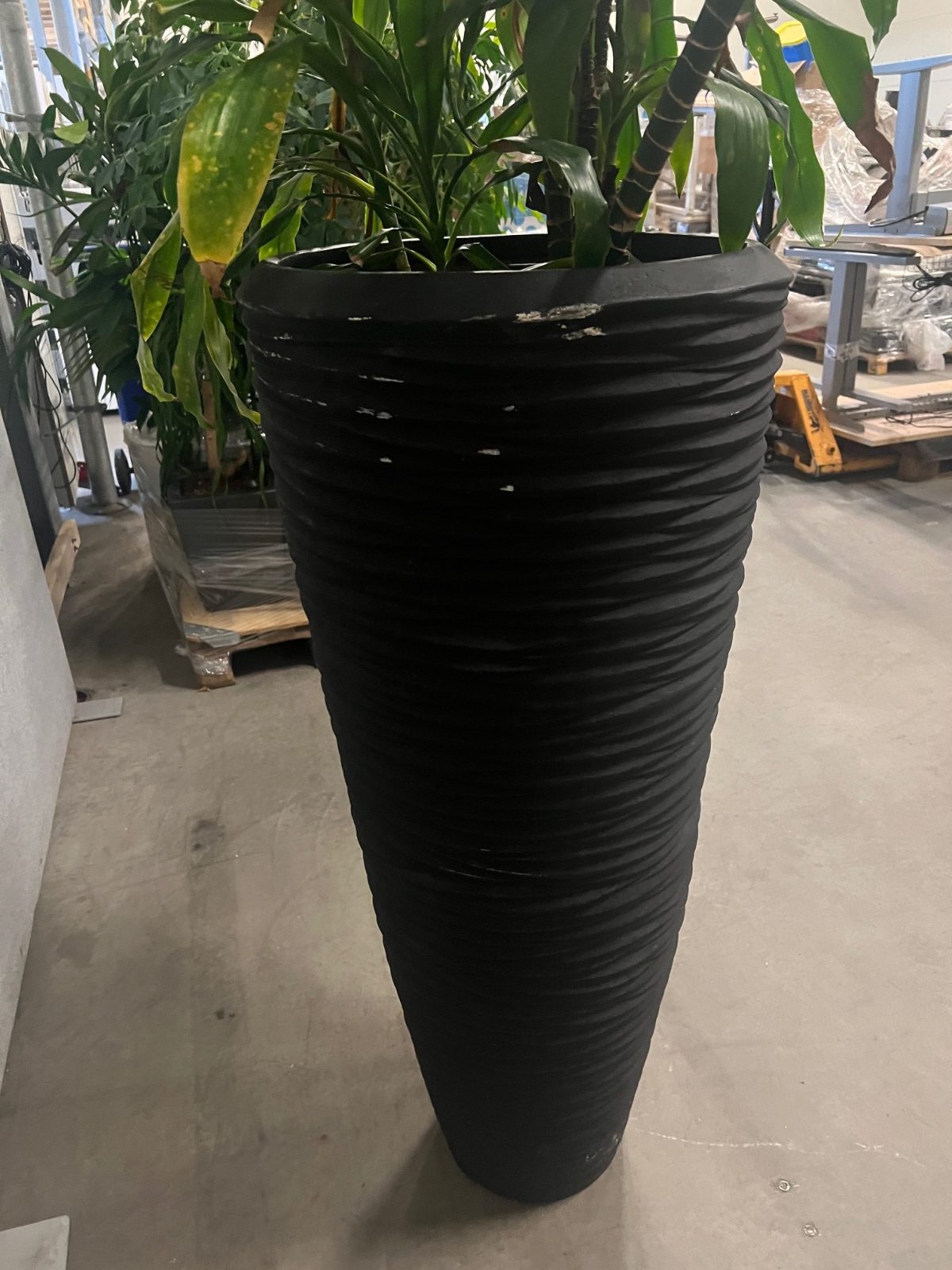 Natural plant with pot – H220 cm, ST04368 - Image 6
