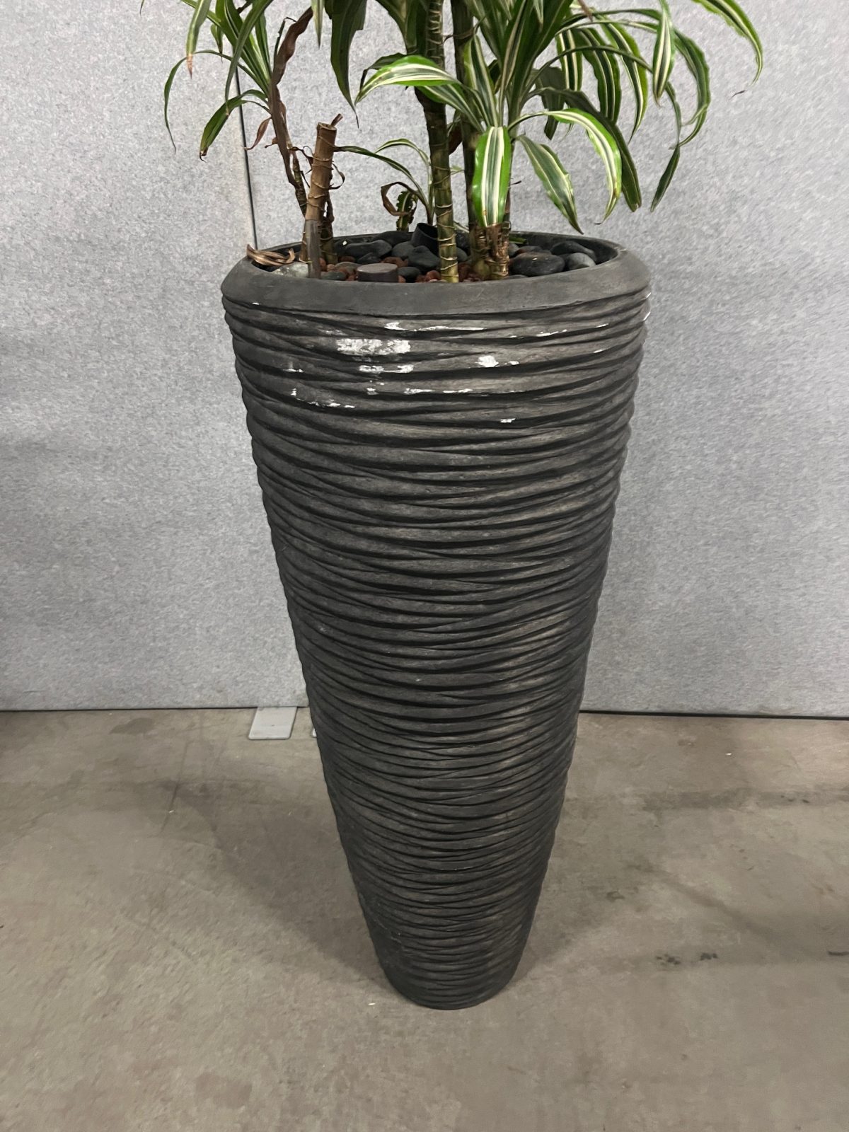 Natural plant with pot – H210 cm, ST04374 - Image 3