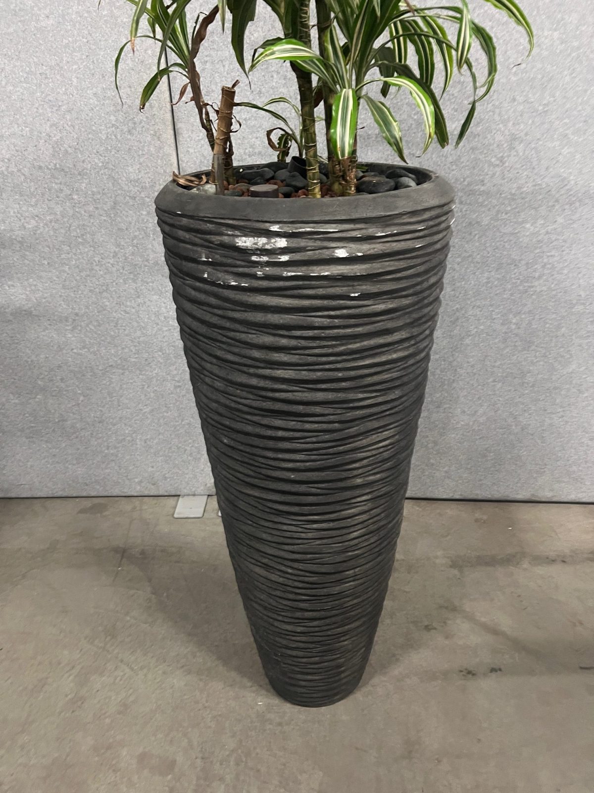 Natural plant with pot – H210 cm, ST04374 - Image 3