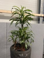 Natural plant with pot – H210 cm, ST04374 - Image 7