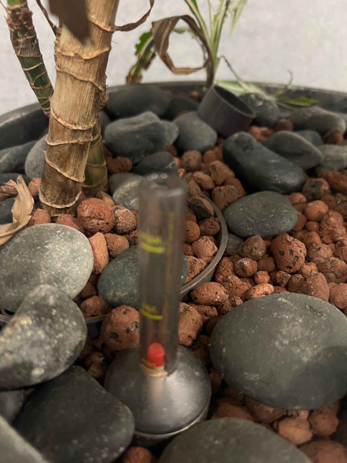 Natural plant with pot – H210 cm, ST04374 - Image 8