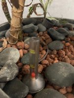 Natural plant with pot – H210 cm, ST04374 - Image 8