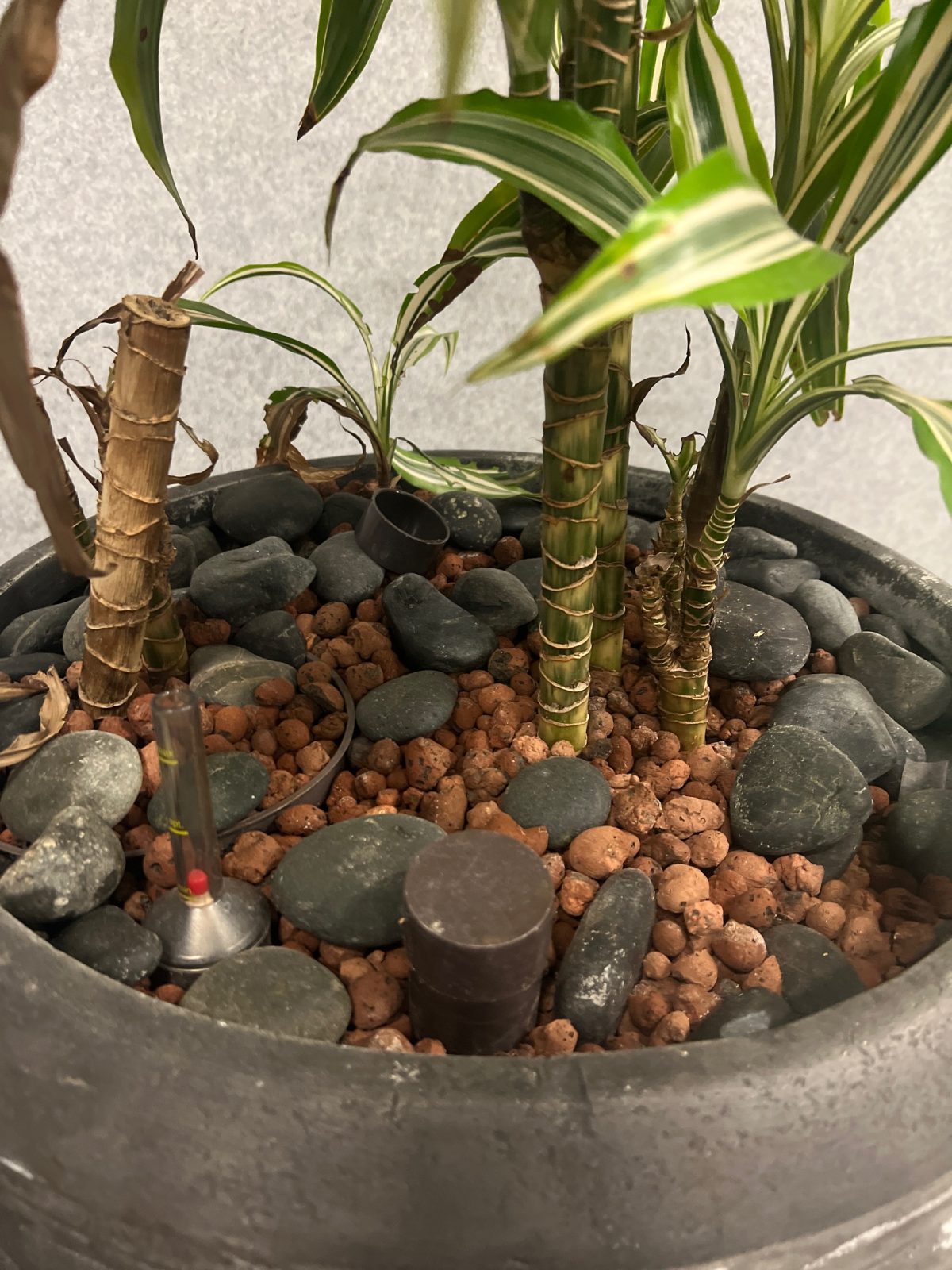 Natural plant with pot – H210 cm, ST04374 - Image 9