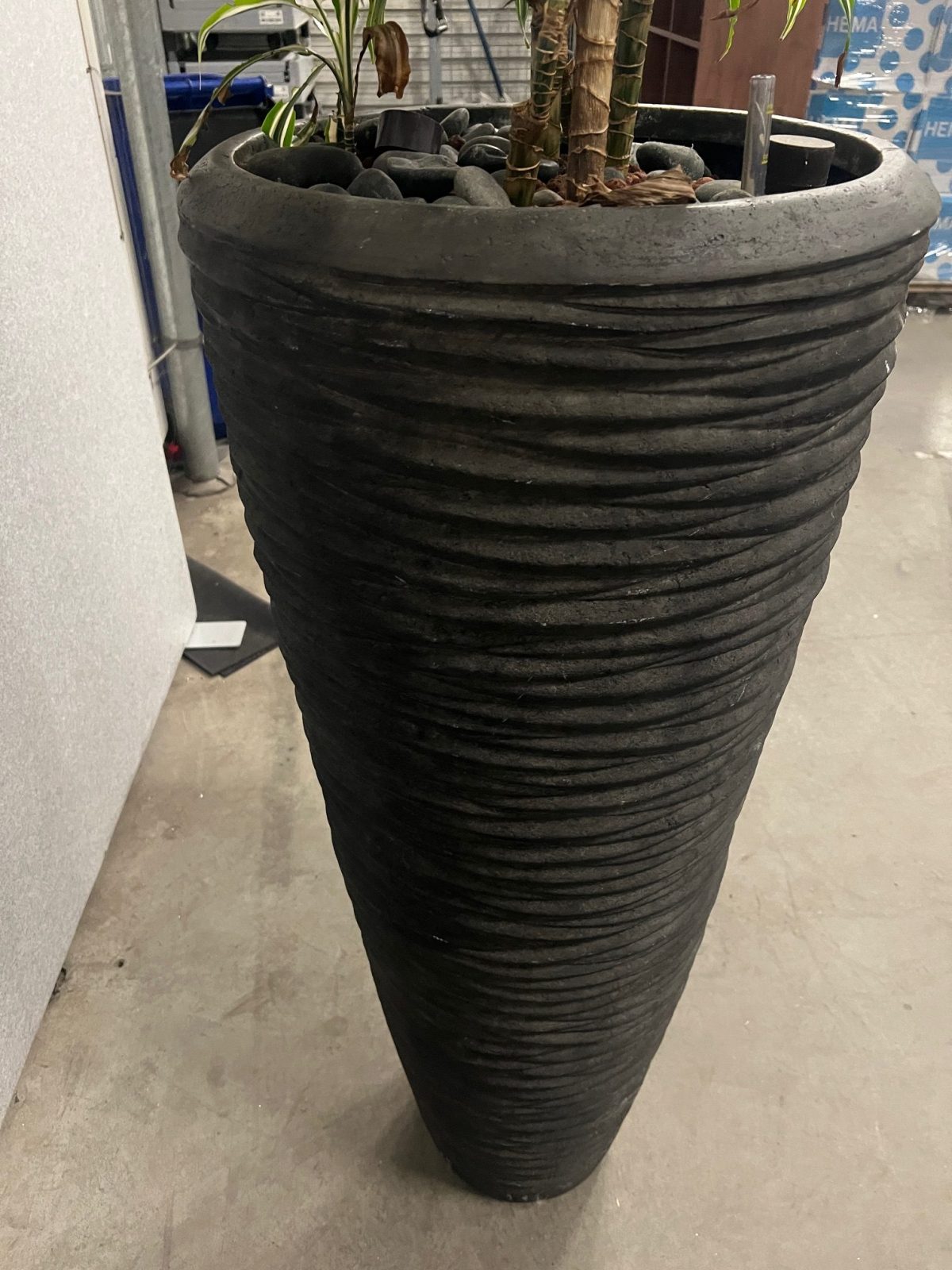 Natural plant with pot – H210 cm, ST04374 - Image 4