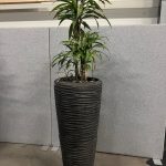 Natural plant with pot – H210 cm, ST04374
