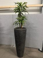Natural plant with pot – H210 cm, ST04374