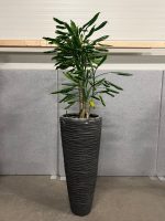 Natural plant with pot – H220 cm, ST04375 - Image 2