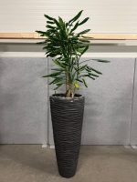 Natural plant with pot – H220 cm, ST04375 - Image 2
