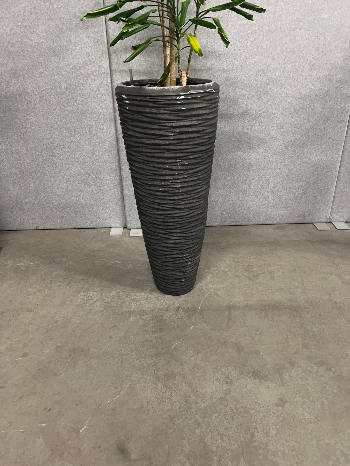 Natural plant with pot – H220 cm, ST04375 - Image 3